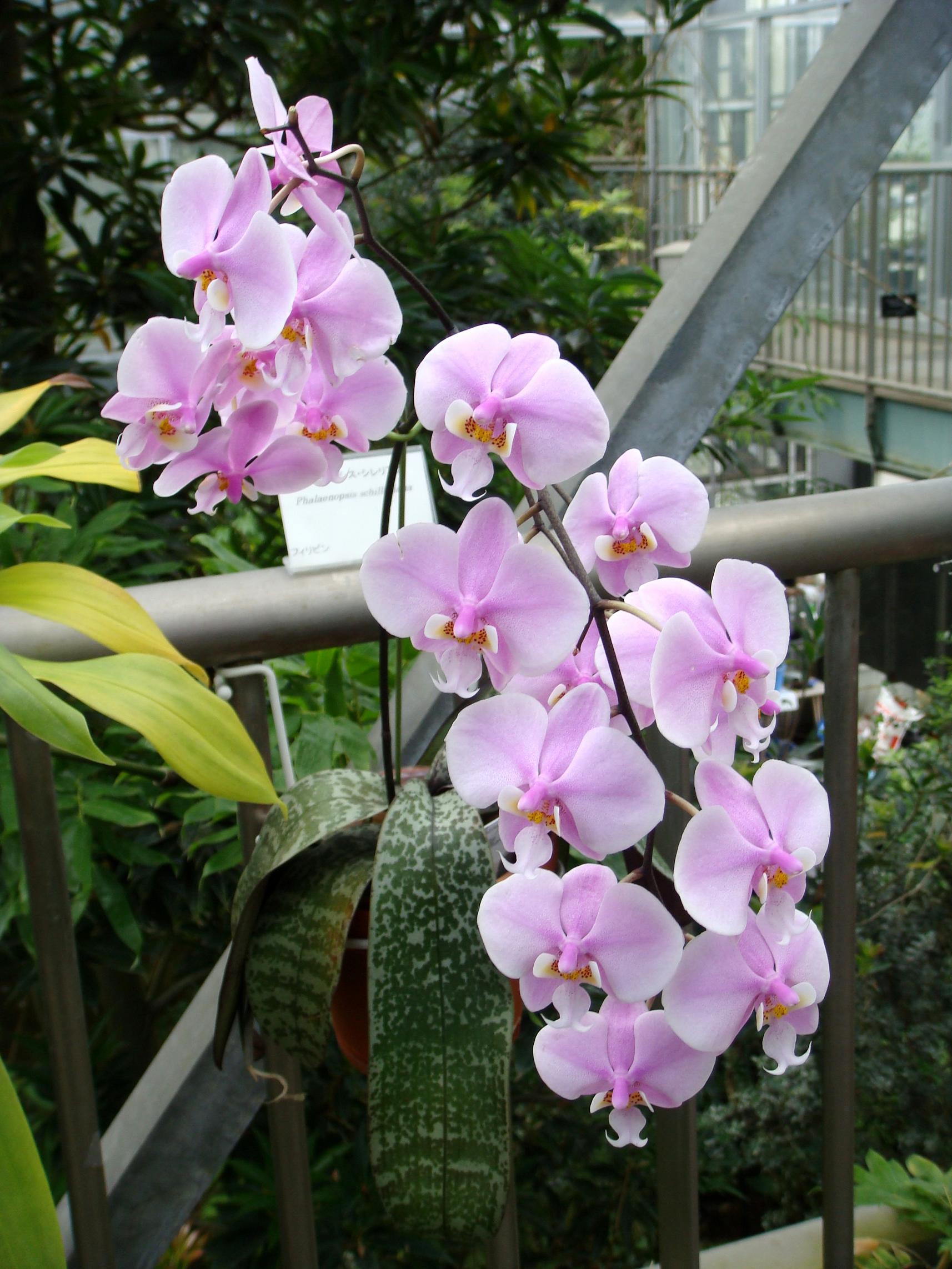 Phalaenopsis schilleriana Reichenbach f.